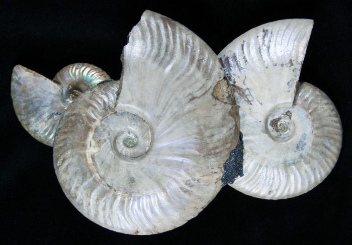 Ammonite deko wohnzimmer