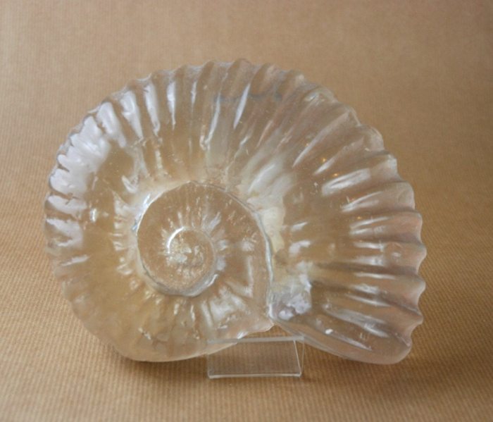 Ammonite deko wohnzimmer